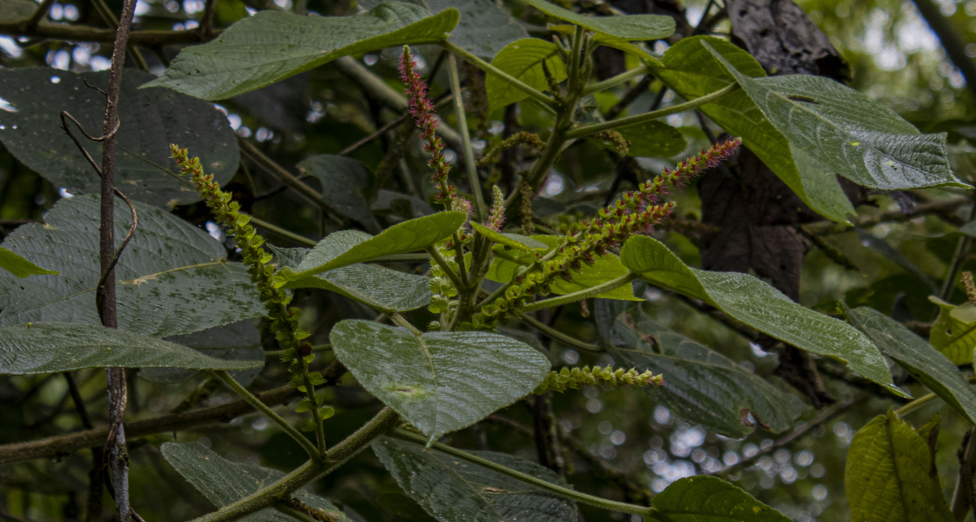 Flora 1